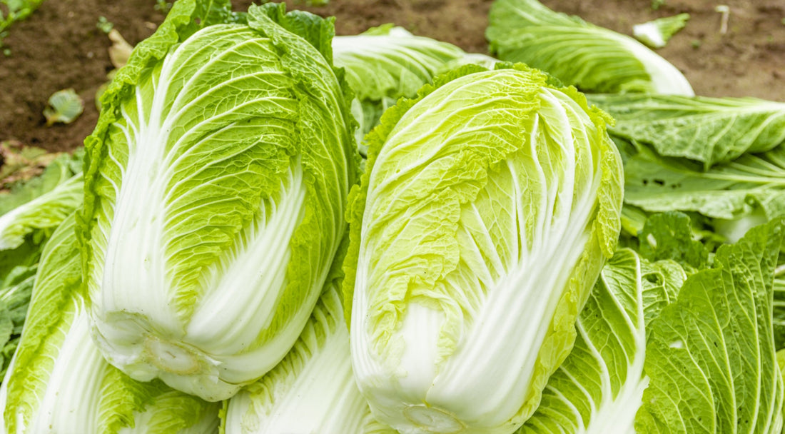 国産白菜の本格キムチはなぜ美味しい？